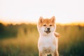 Close Up Portrait Beautiful Young Red Shiba Inu Puppy Dog During Royalty Free Stock Photo