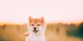 Close Up Portrait Beautiful Young Red Shiba Inu Puppy Dog During Sunset. Royalty Free Stock Photo