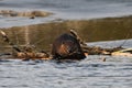 Close up portrait of a beaver building a dam Royalty Free Stock Photo