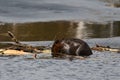 Close up portrait of a beaver building a dam Royalty Free Stock Photo