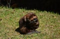 Close up portrait of a beaver grooming itself Royalty Free Stock Photo