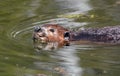 Close up portrait of a beaver swimming in a marsh Royalty Free Stock Photo