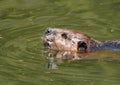 Close up portrait of a beaver swimming in a marsh Royalty Free Stock Photo