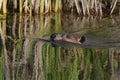 Close up portrait of a beaver swimming in a marsh Royalty Free Stock Photo