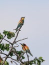 Close-up portrait of Bee-eaters sitting on the tree. Royalty Free Stock Photo