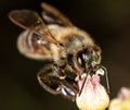 Close up portrait of a bee on a flower. Royalty Free Stock Photo