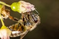 Close up portrait of a bee on a flower. Royalty Free Stock Photo