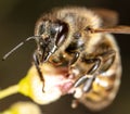 Close up portrait of a bee on a flower. Royalty Free Stock Photo