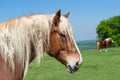 Close-up portrait of a Belgian Draft Horse