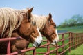 Close-up portrait of Belgian Draft Horses Royalty Free Stock Photo