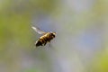 A close up portrait from below of a common drone fly hovering or eristalis tenax in mid-air. The insect is a hoverfly and looks a Royalty Free Stock Photo