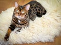 Bengali cat sitting and resting on a sheepskin