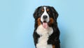 Close up portrait of a bernese mountain dog puppy on a completely light blue background with space for text Royalty Free Stock Photo