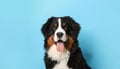 Close up portrait of a bernese mountain dog puppy on a completely light blue background with space for text Royalty Free Stock Photo