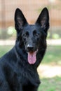 Close up portrait of big black dog smiling with mouth opened and dark spot on the tongue, looking right to the camera. Royalty Free Stock Photo