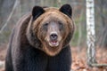 Portrait bear in autumn forest