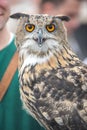 Close-up portrait of a big-eared owl at the fair Royalty Free Stock Photo