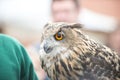 Close-up portrait of a big-eared owl at the fair Royalty Free Stock Photo