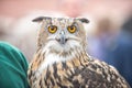 Close-up portrait of a big-eared owl at the fair Royalty Free Stock Photo