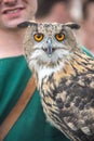 Close-up portrait of a big-eared owl at the fair Royalty Free Stock Photo