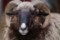 Close up portrait of big fluffy brown sheep with big curlyhorns.