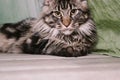 Portrait of a big fluffy Maine Coon cat Royalty Free Stock Photo