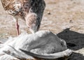 Close-up portrait of big gray brown seagull eating another dead bird on shore on a summer sunny day. Useful shoreline caregiver Royalty Free Stock Photo