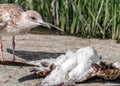 Close-up portrait of big gray brown seagull eating another dead bird on shore on a summer sunny day. Useful shoreline Royalty Free Stock Photo