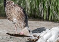 Close-up portrait of big gray brown seagull eating another dead bird on shore on a summer sunny day. Useful shoreline Royalty Free Stock Photo