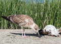 Close-up portrait of big gray brown seagull eating another dead bird on shore on a summer sunny day. Useful shoreline caregiver