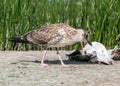 Close-up portrait of big gray brown seagull eating another dead bird on shore on a summer sunny day. Useful shoreline Royalty Free Stock Photo