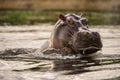 A close up portrait of a big hippo breaching the water surface