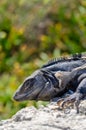 Close up portrait of a big iguana lizard resting with green background Royalty Free Stock Photo