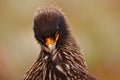 Close-up Portrait of birds of prey Strieted caracara, Phalcoboenus australis. Caracara sitting in the grass in Falkland Islands, A