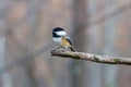 Close up portrait of a Black-capped chickadee Poecile atricapillus perched on a dead tree branch during autumn. Royalty Free Stock Photo