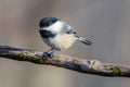 Close up portrait of a Black-capped chickadee Poecile atricapillus perched on a dead tree branch during autumn. Royalty Free Stock Photo