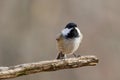 Close up portrait of a Black-capped chickadee Poecile atricapillus perched on a dead tree branch during autumn. Royalty Free Stock Photo