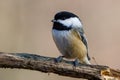 Close up portrait of a Black-capped chickadee Poecile atricapillus perched on a dead tree branch during autumn. Royalty Free Stock Photo