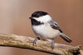 Close up portrait of a Black-capped chickadee Poecile atricapillus perched on a dead tree branch during early spring. Royalty Free Stock Photo