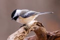 Close up portrait of a Black-capped chickadee Poecile atricapillus perched on a dead tree branch during late autumn. Royalty Free Stock Photo