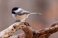 Close up portrait of a Black-capped chickadee Poecile atricapillus perched on a dead tree branch during late autumn. Royalty Free Stock Photo