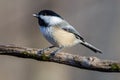 Close up portrait of a Black-capped chickadee Poecile atricapillus perched on a dead tree branch with a sunflower seed Royalty Free Stock Photo