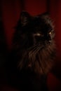 Black cat closeup portrait at night