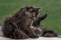 Close-up portrait of a black cat, eyes as a look from hell. Royalty Free Stock Photo