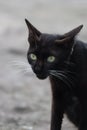 Close Up Portrait of Black Cat Staring with Focus Royalty Free Stock Photo