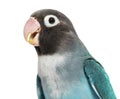 Close-up portrait of a Black Cheecked Lovebird Ã¢â¬â Agapornis Nigrigenis Ã¢â¬â Blue mutation