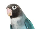 Close-up portrait of a Black Cheecked Lovebird Ã¢â¬â Agapornis Nigrigenis Ã¢â¬â Blue mutation Royalty Free Stock Photo