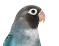 Close-up portrait of a Black Cheecked Lovebird Ã¢â¬â Agapornis Nigrigenis Ã¢â¬â Blue mutation Royalty Free Stock Photo