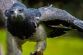 Close up portrait of a Black chested buzzard eagle Royalty Free Stock Photo