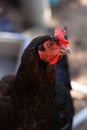 Black hen with golden eyes